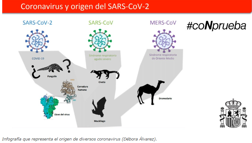 Origen SARS-COV-2