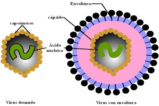 partes de los virus
